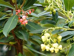 イチゴノキ　紅花・白花