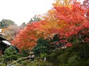 京都　霊鑑寺の紅葉