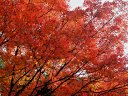 京都　霊鑑寺の紅葉