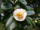 京都府立植物園　片山宗旦