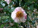 京都府立植物園　千代田錦