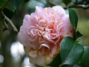 京都府立植物園　沖の朝日