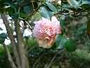 京都府立植物園　沖の朝日