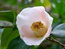 京都府立植物園　野々市