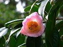 京都府立植物園　加賀侘助