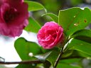 京都府立植物園　散姫