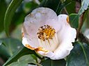 京都府立植物園　淡色太郎庵