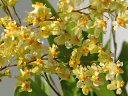 Oncidium Twinkle