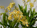 Oncidium Twinkle