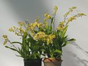 Oncidium Twinkle