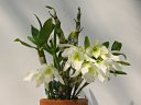 Dendrobium Snow Shower