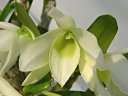 Dendrobium Snow Shower