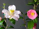 燕返しと意宇の里