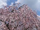 円山公園の桜