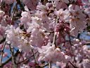 円山公園の桜