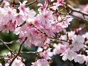 円山公園の桜