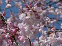 円山公園の桜