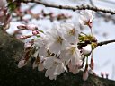 哲学の道の桜