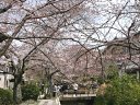 哲学の道の桜