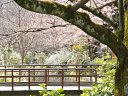 哲学の道の桜