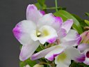 Dendrobium