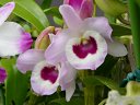 Dendrobium