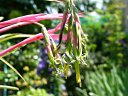 Billbergia nutans