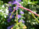 Billbergia nutans