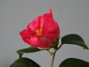 紅妙蓮寺