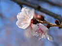 冬桜