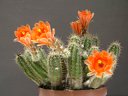 サボテンの花
