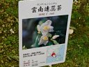 いのくち椿館