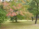 桂離宮　前庭の紅葉