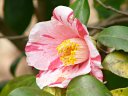 松花堂庭園