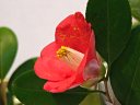 松花堂ツバキ展