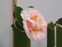 松花堂ツバキ展