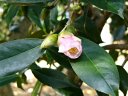 都市緑化植物園