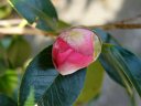 都市緑化植物園