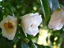 都市緑化植物園