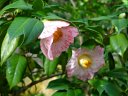 都市緑化植物園