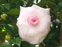 都市緑化植物園