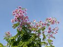 京都府立植物園