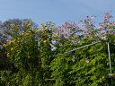 京都府立植物園