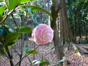 京都府立植物園