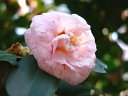 京都府立植物園