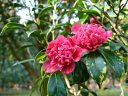 京都府立植物園