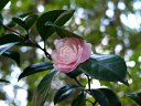 京都府立植物園