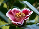 京都府立植物園