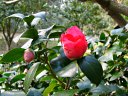 京都府立植物園