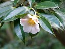 京都府立植物園